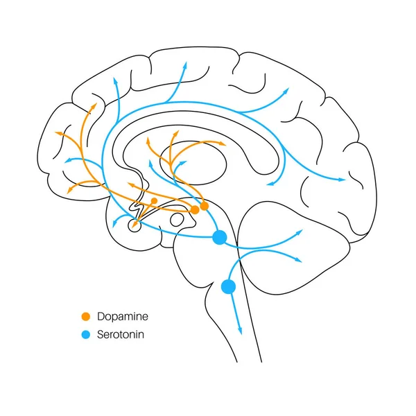 Sérotonine et voie dopaminergique — Image vectorielle