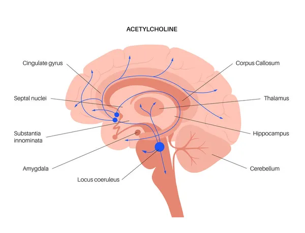 Vía colinérgica de acetilcolina — Archivo Imágenes Vectoriales