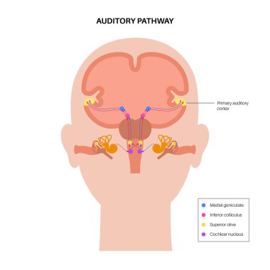 Auditory pathway diagram clipart