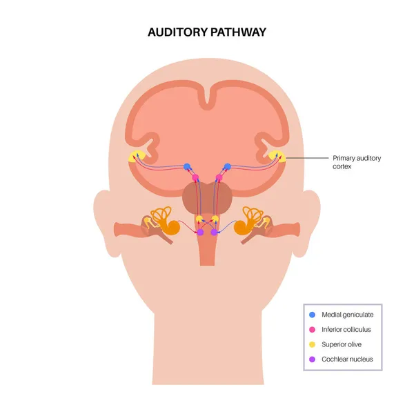 Diagrama de la vía auditiva — Archivo Imágenes Vectoriales