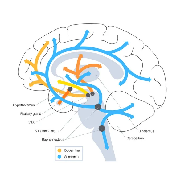 Serotonin och dopaminvägen — Stock vektor