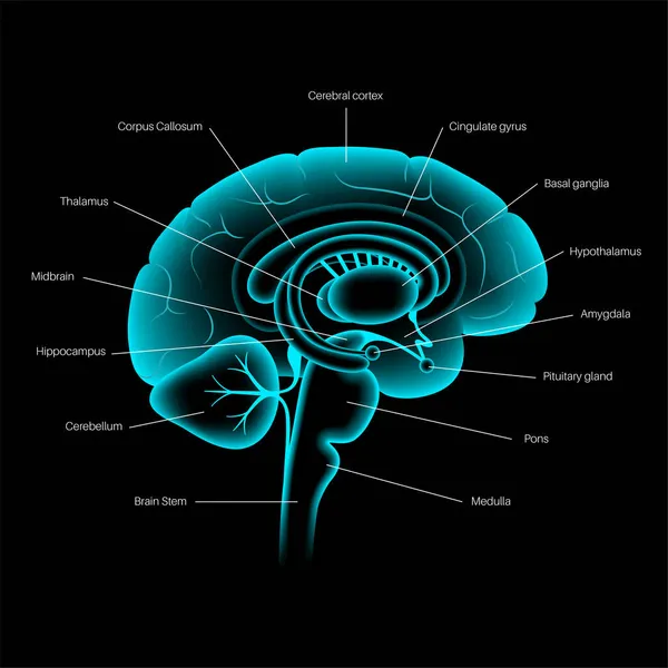 Anatomie des Gehirns 3D — Stockvektor