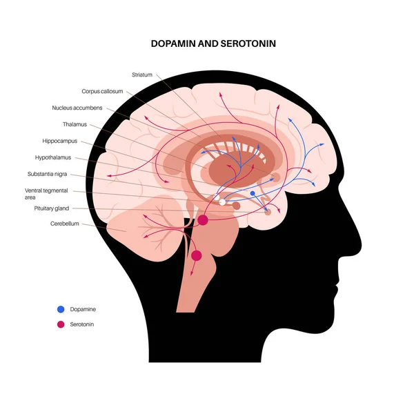 Serotonin ve dopamin yolu — Stok Vektör