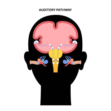 Auditory pathway diagram clipart