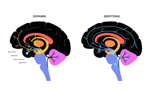 Percorso della serotonina e della dopamina — Vettoriale Stock