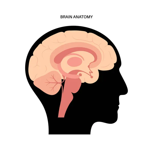 Concept d'anatomie cérébrale — Image vectorielle