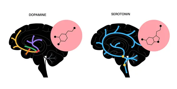 Fórmula de serotonina dopamina — Vector de stock