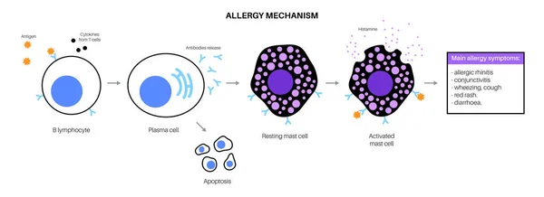 Allergia mechanizmus diagram — Stock Vector