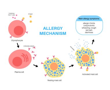 Allergy mechanism diagram clipart