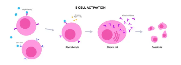 Activação das células B — Vetor de Stock