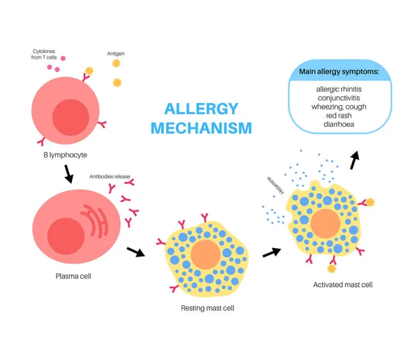 Diagrama do mecanismo de alergia — Vetor de Stock
