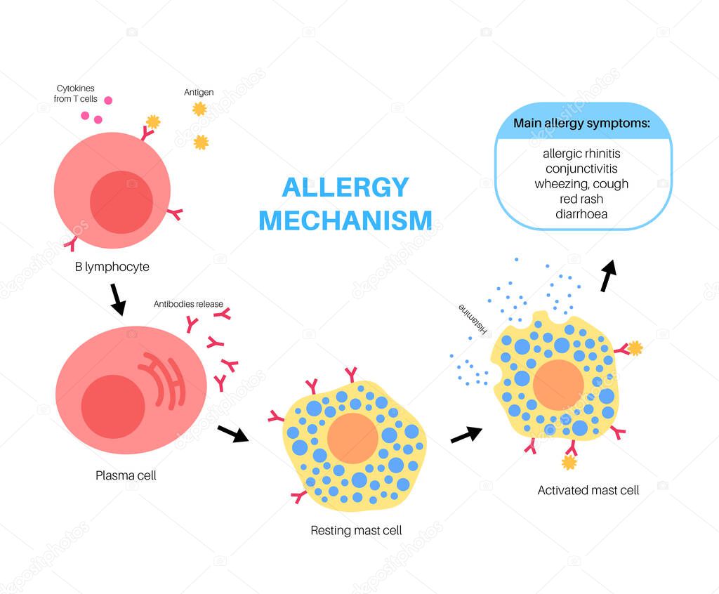 Allergy mechanism diagram