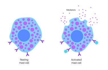 Mast cell poster clipart