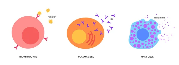 Λεμφοκύτταρα βασοφίλη και μαστοκυτταρικό κύτταρο — Διανυσματικό Αρχείο