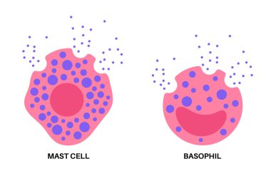 Basophil ve mast hücresi
