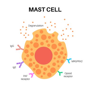 Mast cell poster clipart