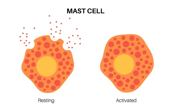 Mast cell affisch — Stock vektor