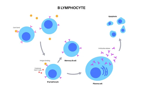 Активация B-клеток — стоковый вектор