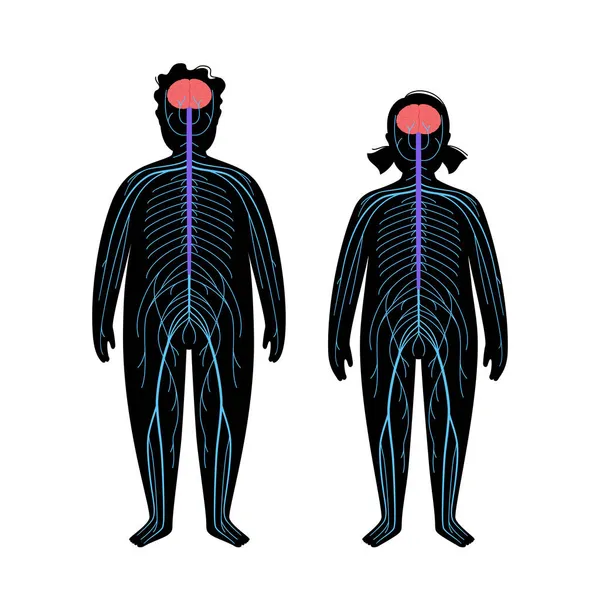 Sistema nervoso umano — Vettoriale Stock