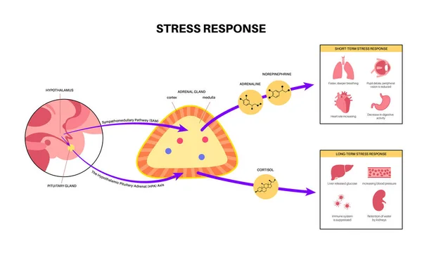 Stressreaktionssystem — Stockvektor