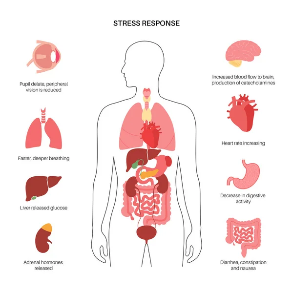 Système de réponse au stress — Image vectorielle