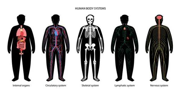 Sistemas del cuerpo humano — Vector de stock