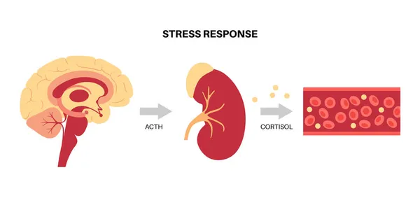 스트레스 반응 체계 — 스톡 벡터