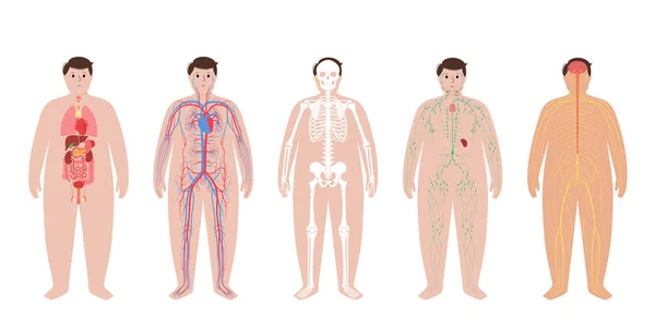 Sistemas del cuerpo humano — Archivo Imágenes Vectoriales