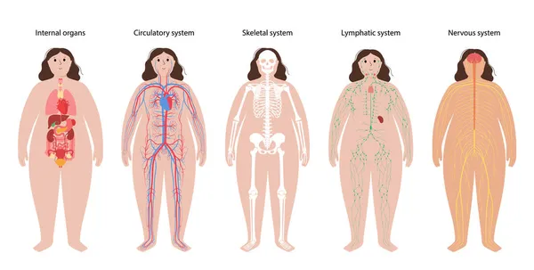 İnsan vücut sistemleri — Stok Vektör