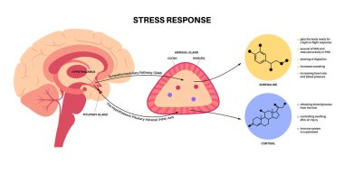 Stress responce system clipart