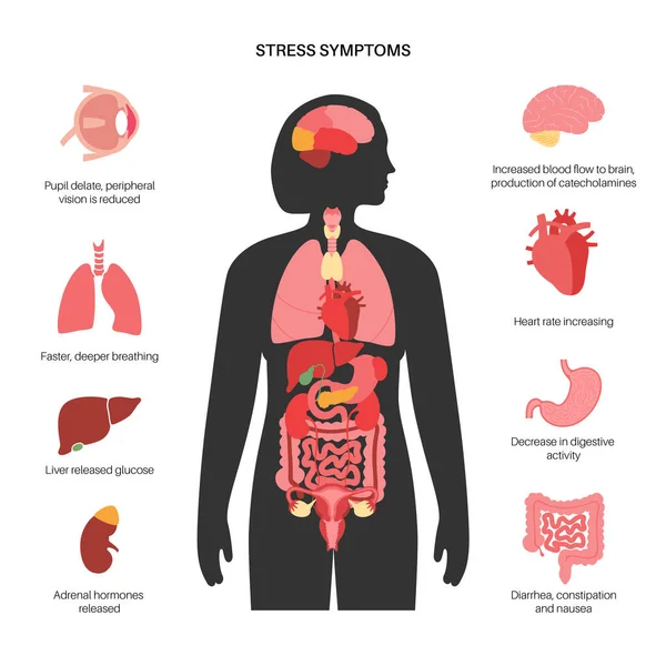 ताण प्रतिसाद प्रणाली — स्टॉक व्हेक्टर