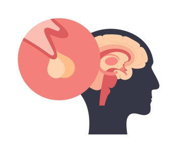 hipofiz bezi anatomisi