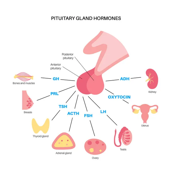 Hormonas de la glándula pituitaria — Vector de stock