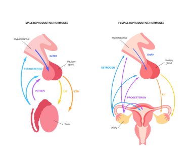 Erkek dişi üreme hormonları
