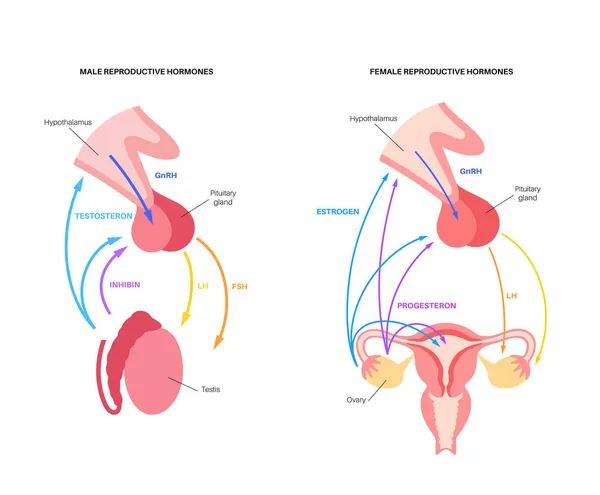 Hormonas reprodutivas femininas masculinas — Vetor de Stock