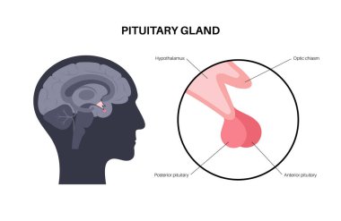 hipofiz bezi anatomisi