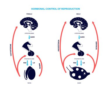 Erkek dişi üreme hormonları