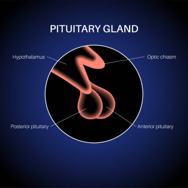 hipofiz bezi anatomisi