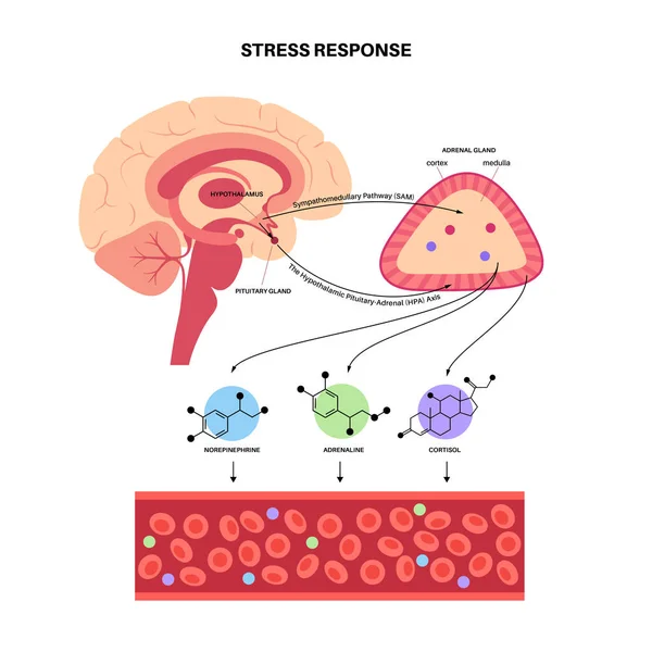 Stressresponssysteem — Stockvector