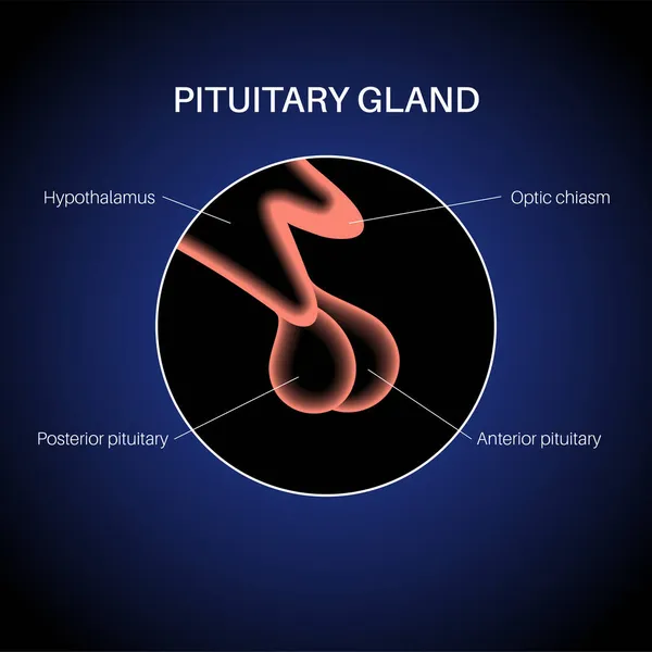 Anatomía de la glándula pituitaria — Vector de stock