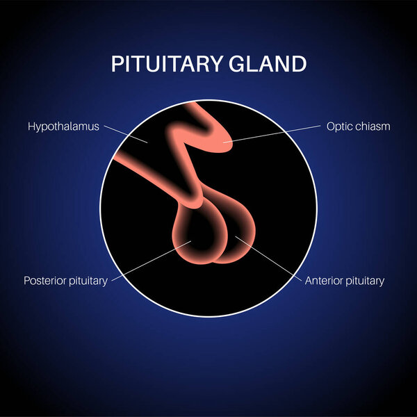 Анатомия гипофиза
