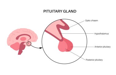 Pituitary gland anatomy clipart