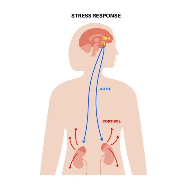 Sistem respon stres - Stok Vektor