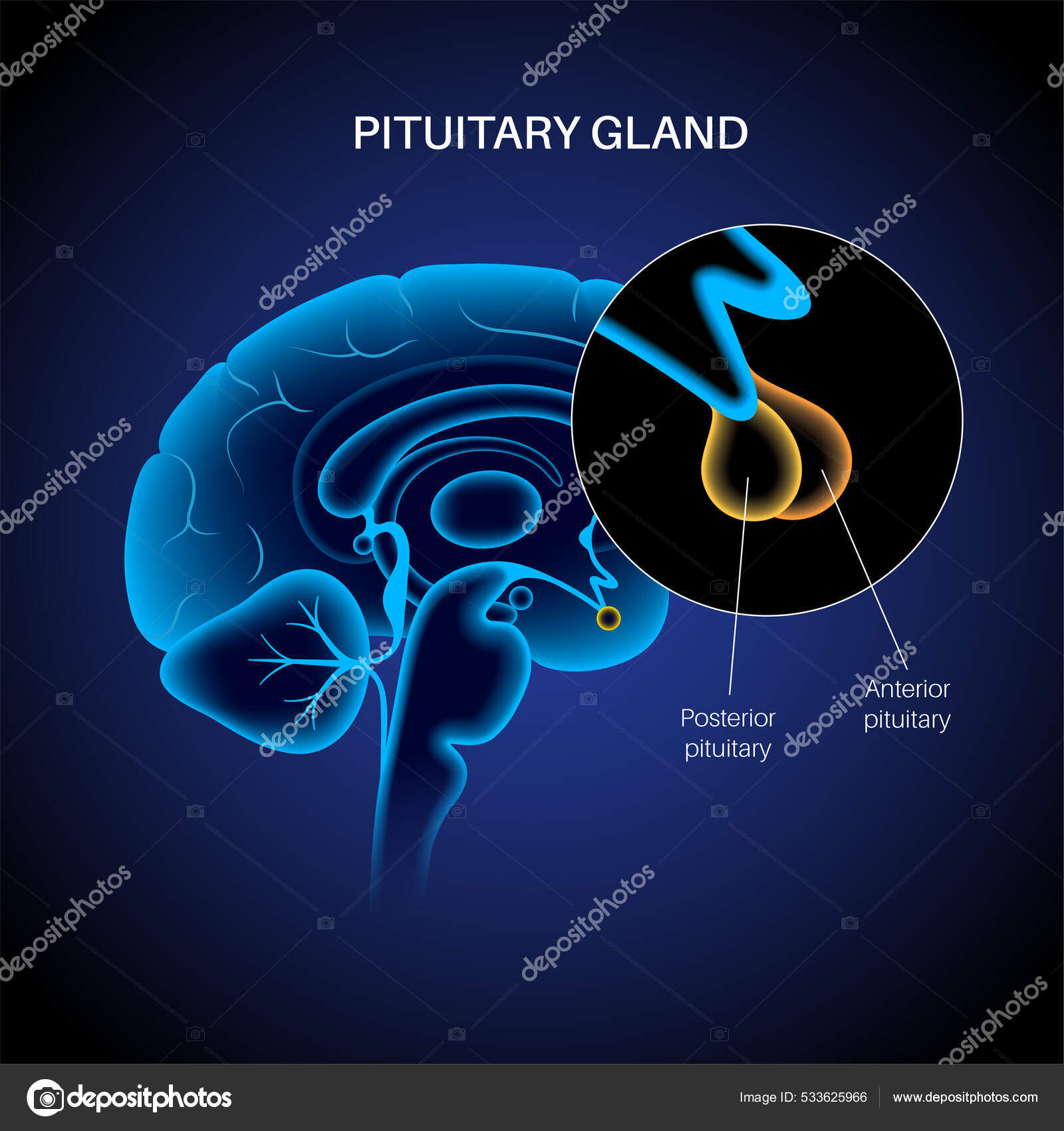 Anatomia da glândula pituitária imagem vetorial de Pikovit© 533625966