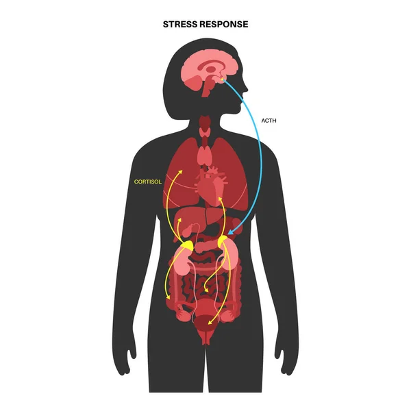 Stres solunum sistemi — Stok Vektör