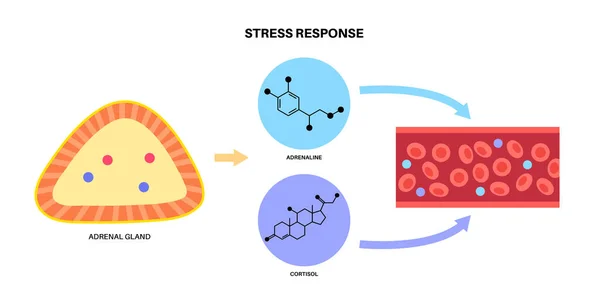 Stressresponssysteem — Stockvector