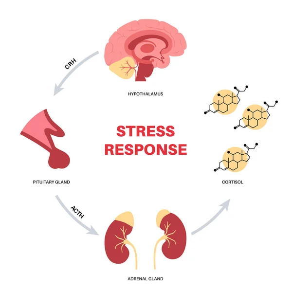 Stress responce system — Stock Vector