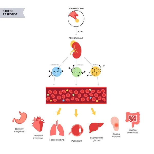 Stressresponssysteem — Stockvector