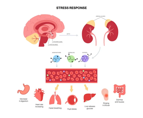Stres solunum sistemi — Stok Vektör