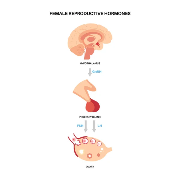 Hormonas reprodutivas femininas — Vetor de Stock